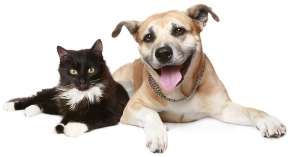 Os animais son unha fonte de infeccións parasitarias