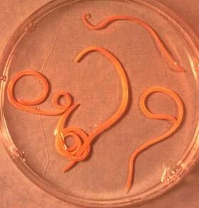 Parásitos do home ascarido