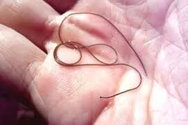 Parasito na túa palma