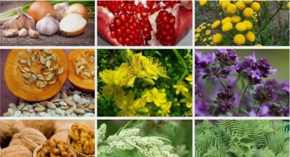 Tratamento de parasitos no corpo humano con remedios populares