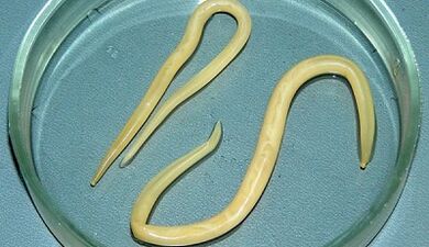 Como realizar probas para ascariasis correctamente